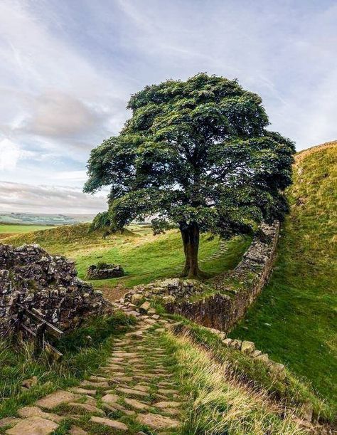 Sycamore Gap, Northumberland England, Hadrian’s Wall, Hadrian's Wall, Sycamore Tree, Hadrians Wall, British Isles, Nature Landscape, Beautiful Tree