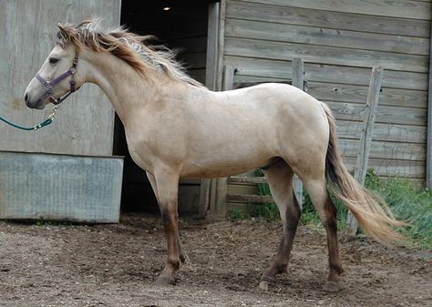 buckskin silver (bay + single cream + silver) - Morgan stallion TMV Taylor Made Silver Buckskin Horse, Rare Horse Colors, Horse Colours, Morgan Horses, Buckskin Horse, Icon Images, Horse Coat Colors, Silver Bay, Pony Breeds