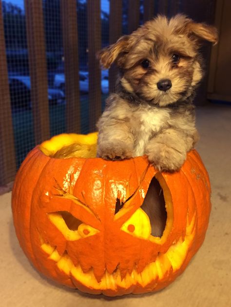 Trick or treat! http://ift.tt/2fRzZ6e Puppy Pumpkin, Pumpkin Carve, Fall Cat, Halloween Puppy, Fall Cats, Dog Pumpkin, Pumpkin Pictures, Puppy Photography, Halloween Cats