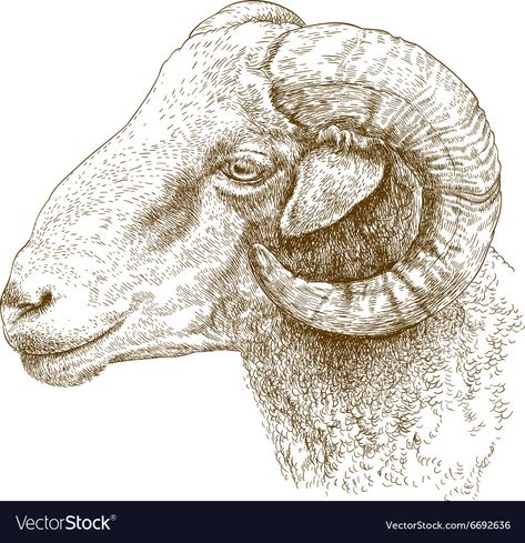 Sketch Head, Compass Vector, Sheep Vector, Rams Head, Colorful Logo Design, Sheep Art, Circle Drawing, Ram Head, Drawing Heads