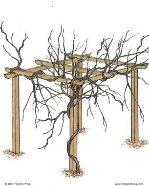 Wisteria Vine Trellis, Wisteria Trellis Diy, Growing Wisteria Trellis, White Wisteria Pergola, How To Grow Wisteria, Training Wisteria, Wisteria Pruning, Growing Wisteria, Wisteria How To Grow