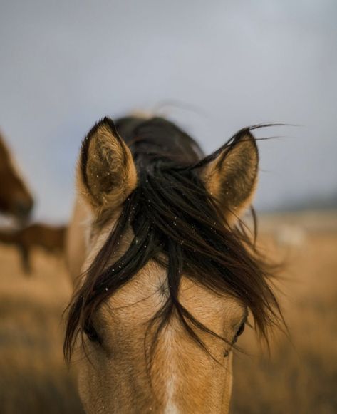 Mustang Horse Aesthetic, Buckskin Horse Aesthetic, Farm Animal Photography, Horses Astethic, Horse Buckskin, Pony Aesthetic, Horse Riding Aesthetic, Buckskin Horse, Horse Aesthetic