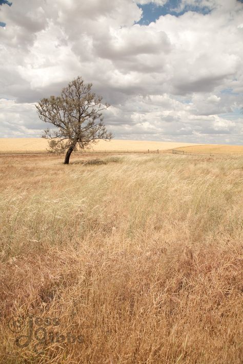 Texas Prairie, Long Grass Field, Long Grass Landscape, Dry Field, Dry Landscape, Grass Photography, Grass Fields, Tree Reference Photography, Countryside Photos