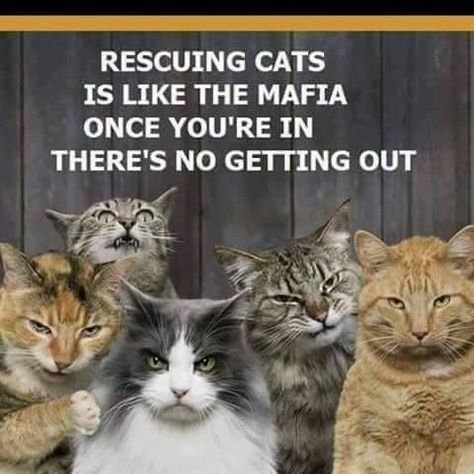 Feral Cats, Cat Quotes, Funny Animal Memes, Cat Rescue, Cats Meow, Funny Animal Pictures, Crazy Cat Lady, Beautiful Cats, Cat Life