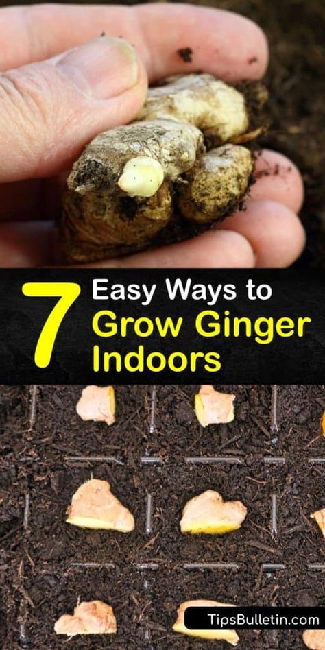 Grow Ginger From Root, Planting Ginger, Grow Ginger Indoors, Growing Turmeric, Growing Ginger Indoors, Food Growing, Ginger Rhizome, Survival Garden, Growing Mint