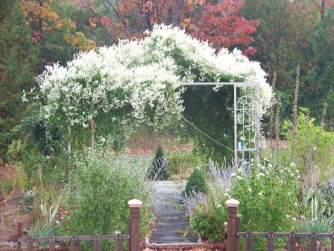 Vine Gazebo, Covered Gazebo, Silver Lace Vine, Arbors Trellis, Climbing Flowers, Wood Roof, Silver Lace, Tropical Getaways, Back Gardens