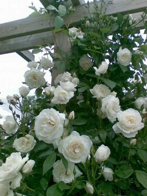 Flower Landscaping Ideas, Rose Iceberg, Iceberg Climbing Rose, White Climbing Roses, Flower Landscaping, Rose Garden Landscape, Posters Decor, Floribunda Rose, Rose Gardening