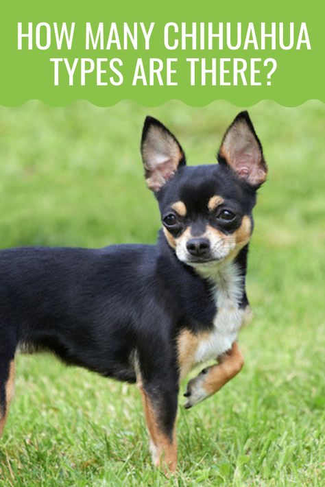 Did you know there are several different types of Chihuahuas? Some differ in their head shape while other differ in their fur. Read on and discover more on this Mexican toy dog! #dog #dogbreed #chihuahua #chihuahuas #dogs #puppies Chichuachua Chihuahua Dogs, Chuachua Dog, Miniature Boston Terrier, Types Of Chihuahua, Chihuahua Facts, Chihuahuas Dogs, Chihuahua Training, Beauty Papers, Chihuahua Breeds