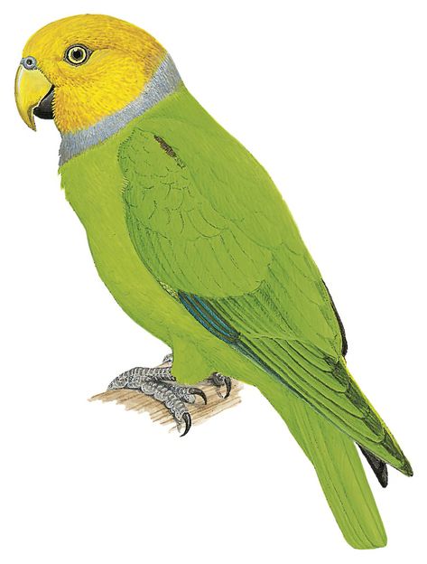 Singing Parrot | Geoffroyus heteroclitus … Savanna Tree, Coastal Country, Red Stain, Habitat, Parrot, Singing, Crown, History, Green