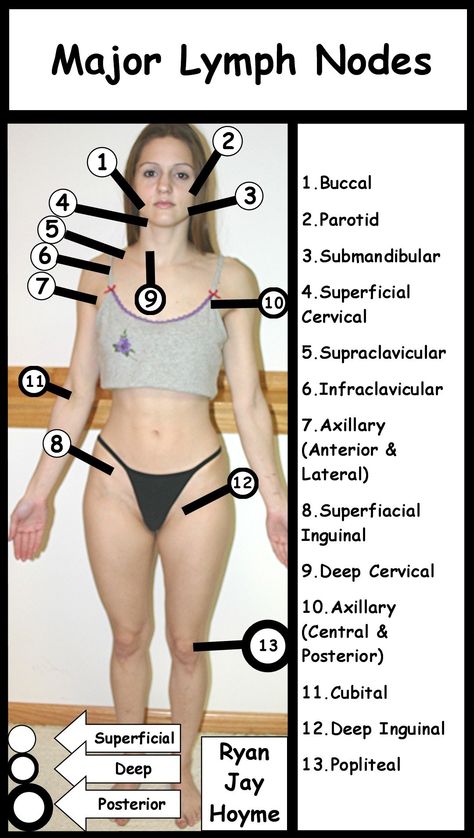 Lymph Nodes Where Are They | Lymph Nodes Lymph Drainage Massage, Lymph Node, Lymph Glands, Massage Pictures, Body Massage Techniques, Lymph Massage, Lymph System, Lymph Drainage, Lymph Nodes