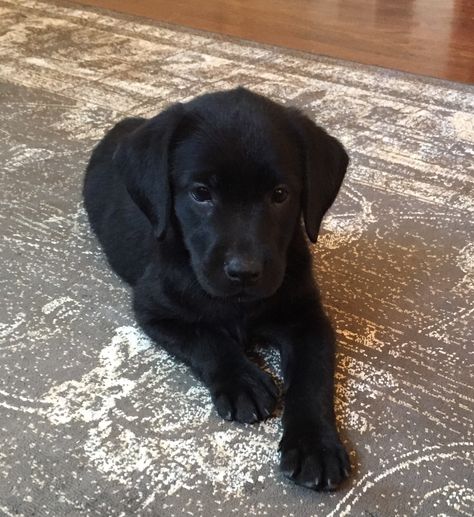 Labrador Black Puppy, Black Labs Puppy, Black Labrador Puppies, Husky Corgi, Black Lab Puppy, Black Labrador Puppy, Puppy Black, Black Puppy, Black Labrador Retriever