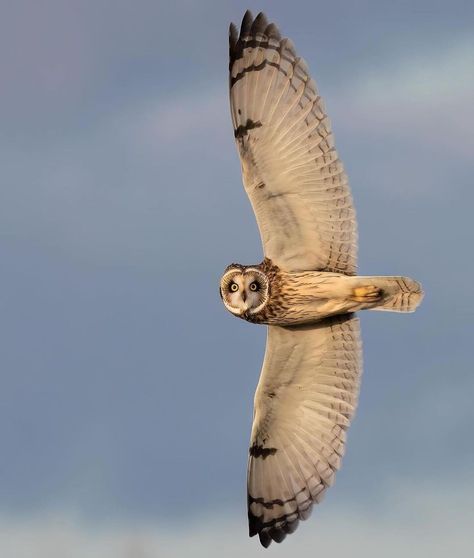 🦉The short-eared owl, or « Shortie », is an unusual owl because it prefers to be out and about in the daytime. It is most easily spotted… | Instagram Owl Facts, Owl Baby Shower Theme, Owl Wings, Short Eared Owl, Owl Photography, Bird Quotes, Owl Tattoo Design, Owl Wall Art, Owl Photos