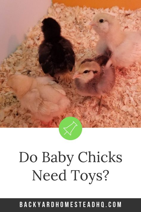 Chicken Accessories Ideas, Chick Perch Diy, Homemade Chicken Coop Toys, Chick Enrichment Ideas, Baby Chick Toys Diy, Toys For Baby Chicks, Chicken Toy Ideas, Chick Toys Diy, Chick Brooder Toys