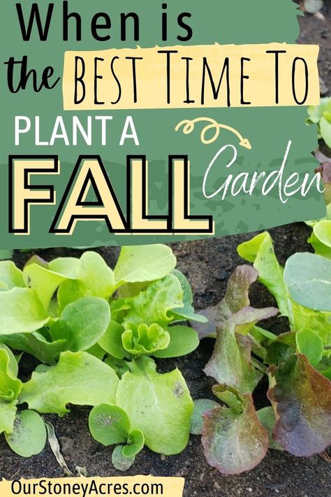 Do you want to have a Fall garden and get a harvest? Learn when to plant seeds for a fall garden. This article also covers fall planting times for vegetables to plant in your garden! Find also vegetable gardening for beginners, garden ideas, fall gardening, fall garden ideas, Fall vegetables to plant, and so much more. Fall Garden Ideas, Fall Planting Guide, Homestead Garden Layout, Fall Garden Planting, When To Plant Seeds, Fall Vegetables To Plant, Beginners Garden, Vegetables To Plant, Fall Flowers Garden