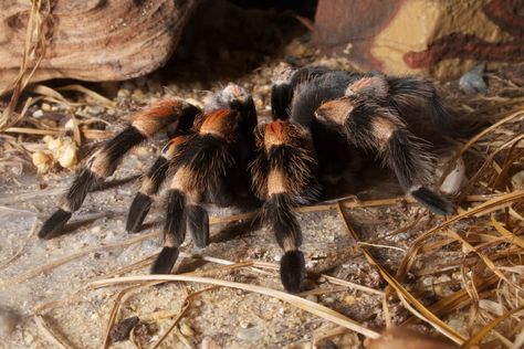 Brachypelma smithi Mexican redknee tarantula, Amazonia Exhibit, National Zoo by brian.gratwicke Mexican Red Knee Tarantula, Red Knee Tarantula, Pet Tarantula, Facebook Image, Wallpaper Pictures, In The Wild, Exotic Pets, Early Years, Love Images