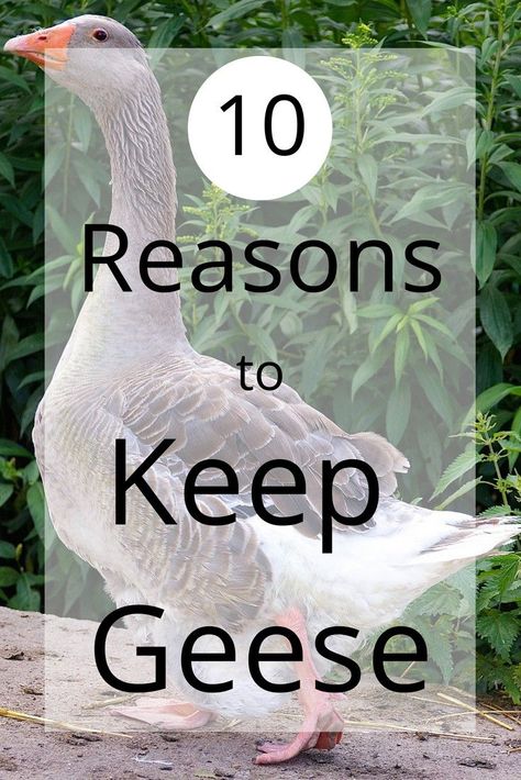 Sebastopol Geese, Geese Breeds, Goose House, Raising Turkeys, Chicken Roost, Backyard Ducks, Raising Ducks, Raising Farm Animals, Farm Layout