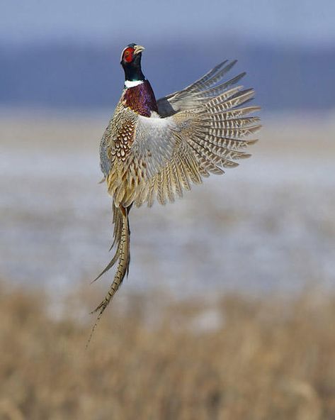 Upland Bird Hunting, Gamebirds, Ring Necked Pheasant, Animal Hunting, Deer Hunting Tips, Hunting Art, Pheasant Hunting, Bird Hunting, Photo Awards