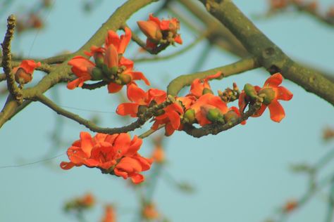 Download free HD stock image of Shimul Tree Bombax Ceiba, Sky Aesthetic, Free Photo, Image Types, Free Photos, Free Images, Stock Images Free, Stock Images, Flowers