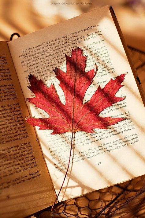 October Country, Red Maple Leaf, Leaf Photography, Fotografi Vintage, Red Maple, High Art, Leaf Wallpaper, Autumn Cozy, We Fall In Love