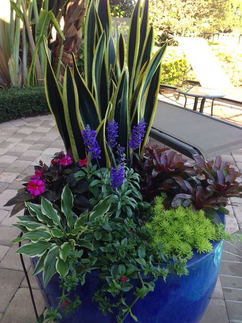 Blue Flowerpot arrangement. Lots of color. Indoor Mixed Planter Ideas, Stage Arrangements, Shade Planting, Patio Flowers, Container Garden Design, نباتات منزلية, Container Gardening Flowers, Succulent Gardening, Patio Plants