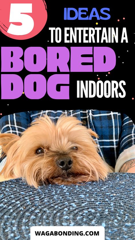 Finding fun activities to do with your dog at home that you both can enjoy is an excellent way to keep everyone occupied while bonding with your pet. Read on for ideas on fun activities to do with your dog indoors #funactivitieswithdogs Ways To Entertain Your Dog, Fun Activities To Do With Your Dog, Fun Things To Do With Your Dog At Home, Things To Do With Your Dog At Home, Indoor Dog Activities, Things To Do With Dogs, Dog Boutique Ideas, Dog At Home, Bored Dog