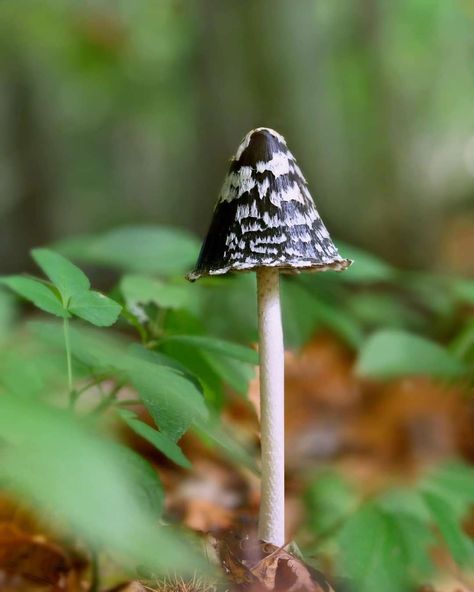 Inkcap Mushroom, Deep In The Woods, Short Eared Owl, Mushroom Fungi, Magpie, In The Woods, Beautiful Photo, Stuffed Mushrooms