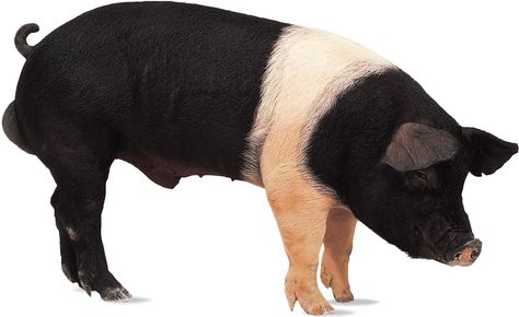 Hampshire | breed of pig | Britannica Hampshire Pig, Pig Images, Pig Breeds, Pig Print, Tamworth, Pig Farming, In Memory Of Dad, Hereford, Late 20th Century