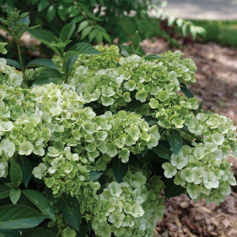 FAIRYTRAIL™ Green Hydrangea Green Front Door, Proven Winners Perennials, Types Of Hydrangeas, Hydrangea Varieties, Smooth Hydrangea, Panicle Hydrangea, Hydrangea Bloom, Green Hydrangea, Planting Hydrangeas