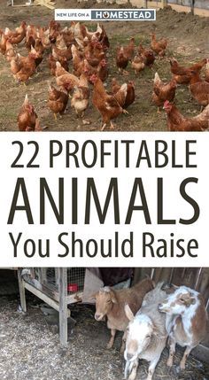 Chickens And Goats, Homestead Layout, Small Farming, Homesteading Animals, Raising Farm Animals, Homestead Life, Homesteading Diy, Farm Plans, Backyard Chicken Farming