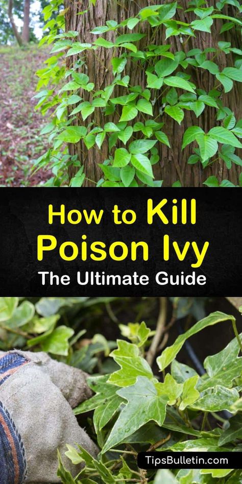 Natural Poison Ivy Killer, Getting Rid Of Poison Ivy In Your Yard, How To Get Rid Of Poison Ivy Plants, How To Get Rid Of Poison Oak, How To Kill Poison Ivy In Yard, Poison Oak Remedies How To Get Rid, How To Kill Poison Ivy, How To Get Rid Of Poison Ivy, Poison Ivy On Skin