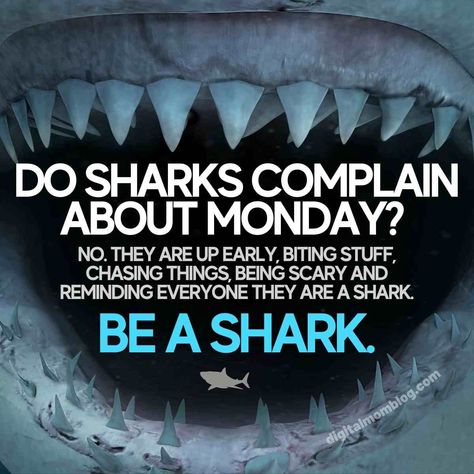 shark monday meme - do sharks complain about monday? no they are up early biting suff chasing things being scary and reminding everyone that they are a shark. be a shark Do Sharks Complain About Monday, Shark Funny Humor, Be A Shark Quote, Sharks Quotes, Shark Meme Funny, Shark Sayings, Funny Monday Images, Real Estate Sign Post, Shark Quotes