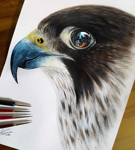 European Falconer, the Peregrine Falcon. Realistic Paintings of Birds Reptiles and Dog. Click the image, for more art by Kyle Duca. Falcon Art, Colored Pencil Art Projects, Peregrine Falcon, Bird Of Prey, Art Painting Gallery, Realistic Paintings, Animal Painting, Peregrine, Pencil Art Drawings