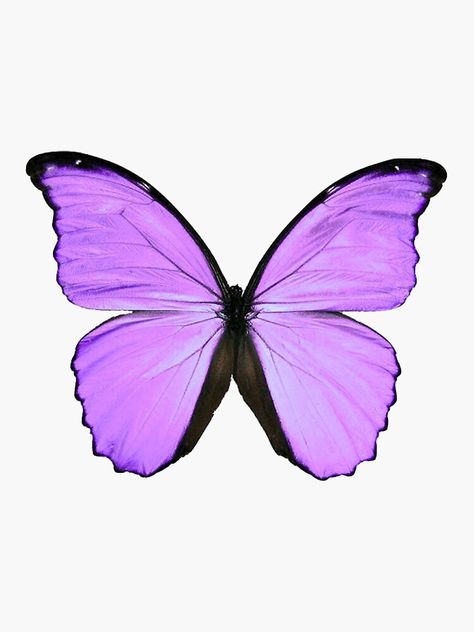 Pegatina «Mariposa púrpura» de Peony-Designs | Redbubble Disney Frames, Butterfly Cake Topper, Happy Birthday Printable, Butterfly Art Painting, Beautiful Butterflies Art, Butterfly Template, Butterfly Printable, Butterfly Images, Butterfly Photos