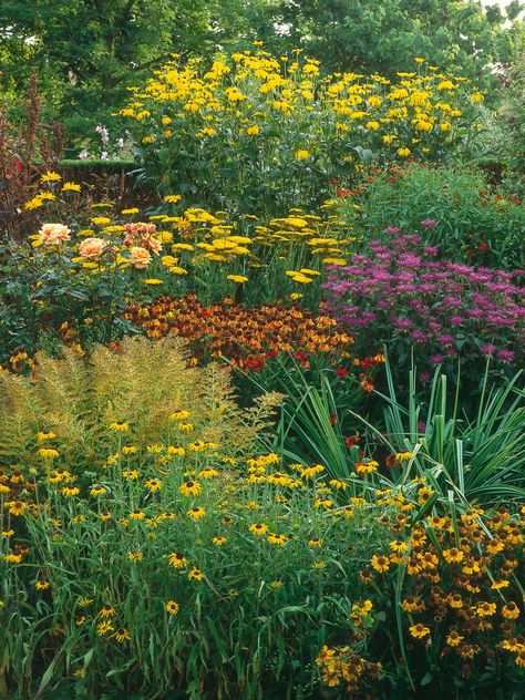 All Year Round Plants, Gardens Backyard, Hgtv Garden, Sensory Garden, Garden Types, Patio Plants, Wildflower Garden, Native Garden, Colorful Plants