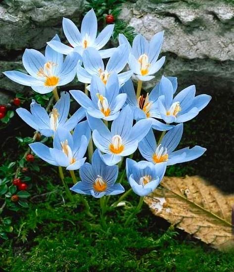 Saffron Seeds, Flowers Balcony, Seed Pots, Crocus Flower, Balcony Plants, Flower Bulbs, Flower Bomb, Chinese Garden, Spring Bulbs