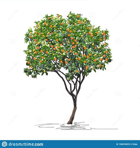 Tangerine Tree Citrus Reticulata L. with Mature Fruits, Chinese New Year Stock Vector - Illustration of bark, fruits: 194816023 Apricot Tree Illustration, Apricot Tree Drawing, Orange Tree Tattoo, Orange Tree Illustration, Fruit Tree Illustration, Small Fruit Trees, Grapefruit Tree, Tangerine Tree, Fruit Sketch