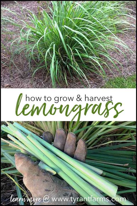 This article teaches you everything you need to know about how to grow lemongrass. You can grow lemongrass organically in your garden - even if you live in a cold climate region! #lemongrass #growyourown #organicgardening #gardeningguide #gardeningtips Evergreen Container, Grow Lemongrass, Organic Vegetable Garden, Home Vegetable Garden, Organic Gardening Tips, Easy Garden, Growing Herbs, Organic Vegetables, Planting Herbs