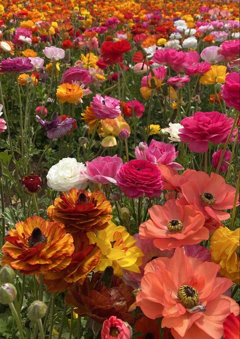 Sunset Flowers, Yellow Orange Pink, Pink And Orange Garden, Orange Pink Flowers, Sunset Color Flowers, Orange And Pink Flowers, Pink And Yellow Flowers, Sunset Colored Flowers, Sunset Flowers Aesthetic