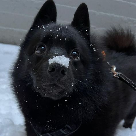 Schipperke Puppies, Cute Black Dog, Schipperke Dog, Black Kawaii, Disabled Dog, Black Dogs, Black Puppy, Black German Shepherd, Black Animals