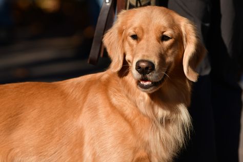 Laughter over grumpy golden retriever's expression—"Wrong side of the bed" Golden Retriever Owner, Most Popular Dog Breeds, Popular Dog Breeds, Purebred Dogs, Small Puppies, American Kennel Club, Popular Dog, Dog Feeding, Golden Retrievers