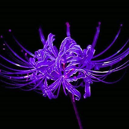 Red And Blue Spider Lily, Purple Spider Lily Wallpaper, Purple Spider Lily, Evelina Core, Spider Lillies, Rare Icons, Lycoris Radiata, Vroid Studio, Lily Purple