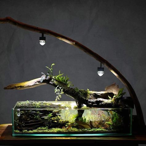 Shallow Aquascape, Aquascape Diy, Green Wall Garden, Small Water Gardens, Frog Terrarium, Fish Tank Themes, Freshwater Aquarium Plants, Fish Tank Terrarium, Aquascape Design