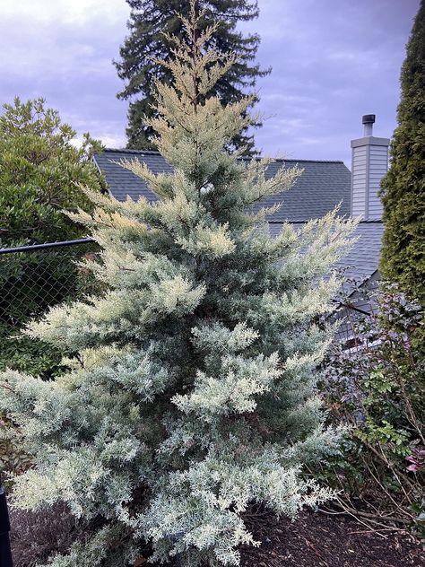 Arizona Cypress, Shrubs For Privacy, Trees And Shrubs, The Beauty, Arizona, Shop Now, Plants, Silver, Beauty