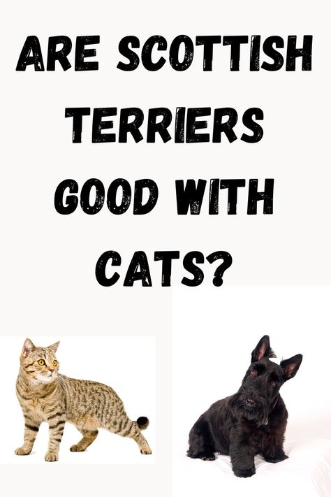 Are Scottish Terriers Good with Cats? (Veterinarian Advice) Scottish Terriers, Terrier Breeds, Scottish Terrier, Veterinarian, Personalities, Feline, Hunting