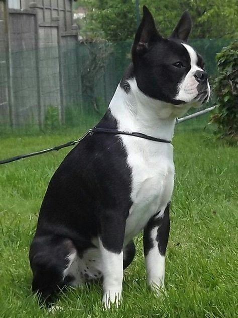 Baby Boston Terriers, Boston Bull Terrier, English Terrier, Boston Terrier Pug, Boston Terrier Funny, Boston Terrier Love, Terrier Breeds, Boston Terrier Puppy, Terrier Puppies