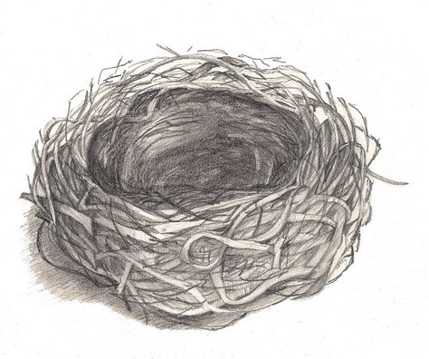 drawings of bird nests | bird nest drawing | Flickr - Photo Sharing! Birds In Nest Drawing, Birds Nest Drawing, Bird Nest Drawing, Nest Sketch, Nest Drawing, Bird Nests Art, Tweety Bird Quotes, Surrealism Drawing, Drawing Birds