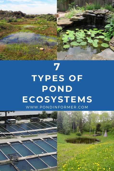 Guide to different pond ecosystems and why they're important, including garden ponds, vernal pools, kettle ponds, and more! Yard Pond, Pond Ecosystem Project, Wildlife Ponds, Pond Ecosystem, Preformed Pond, Pond Habitat, Vernal Pool, Ecosystems Projects, Sustainable Homestead