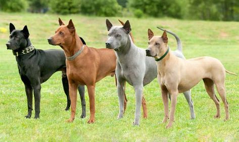 15 Interesting Facts About Thai Ridgebacks | Page 2 of 3 | PetPress Thai Ridgeback, Dog Print Tattoo, Rare Dogs, Hairless Dog, Dog Quotes Love, African Wild Dog, Doberman Dogs, Purebred Dogs, Modern Dog