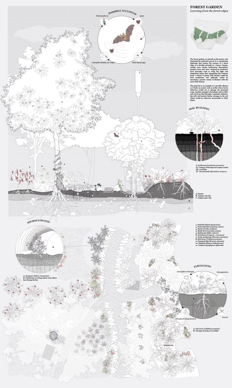 The forest garden typology Wildfire Landscape Design, Tree Analysis Architecture, Phytoremediation Diagram, Landscape Analysis Diagram, Planting Plan Landscape Architecture, Forest Landscape Architecture, Landscape Concept Diagram, Landscape Section, Landscape Architecture Section