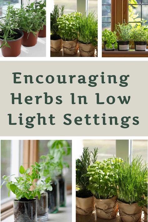 Are you having difficulties with poorly lit spaces in your indoor or outdoor areas, yet you still aspire to cultivate your own herbs? Whether you're dealing with shadows indoors or lack of sunlight outdoors, don't let it hinder your gardening dreams. Turn those dim corners into thriving herb gardens by exploring creative lighting solutions and smart plant choices that thrive in low-light conditions. Embrace the challenge and transform your home or garden into a vibrant sanctuary for growing herb Window Sill Herb Garden, Indoor Herb Garden Diy, Window Herb Garden, Growing Herbs Indoors, Terrace Ideas, Herbs Garden, Diy Herb Garden, Yucca Plant, Herb Gardens